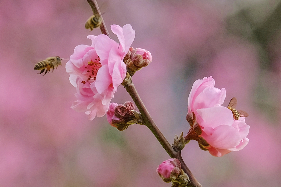 成群蜜蜂在桃花園中流連。林晞華攝