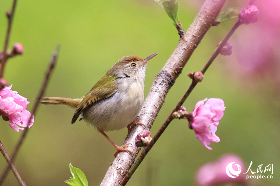 鳥兒在桃花枝頭啼鳴。人民網(wǎng)記者 陳博攝